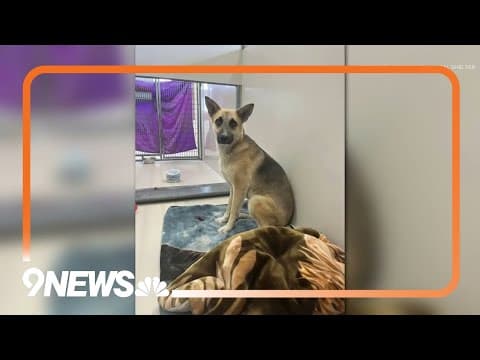 Dog rescued from woods is up for adoption in Leadville