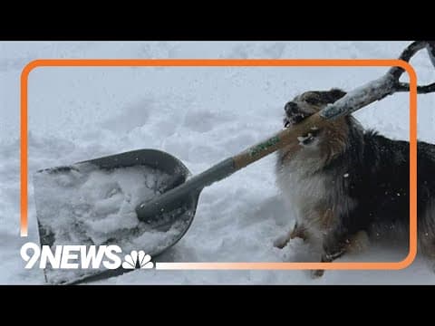 Colorado dog hard at work shoveling snow