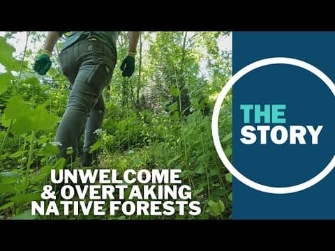 Portland team has been tracking an invasive herb to protect native flora