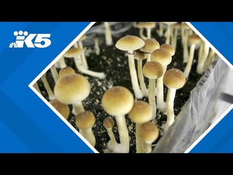 Olympia to stop arrests over psychedelics