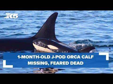 1-month-old orca calf reported missing from J Pod, feared dead
