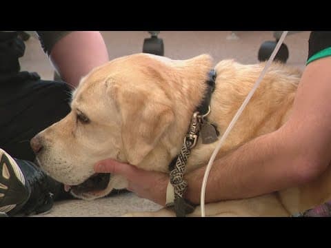 Animal hospital in Northwest DC waiving emergency exam fees to help federal workers' pets