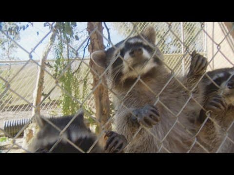Project Wildlife helping raccoons get on their feet and back into the wild
