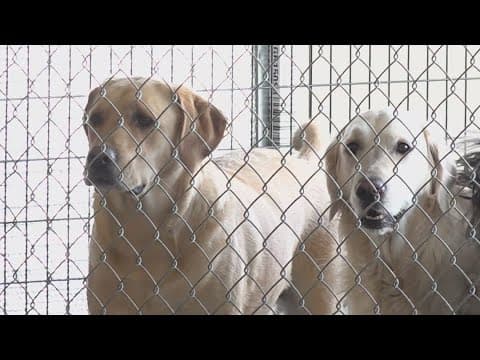 Pet owners concerned with mystery dog illness