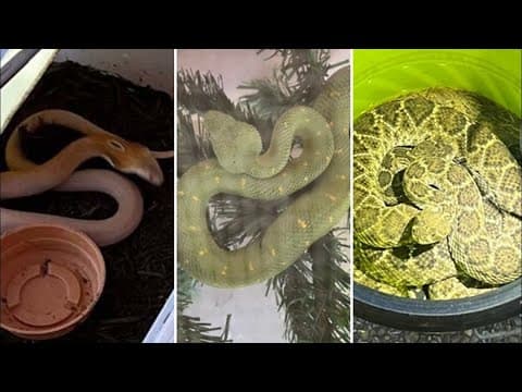 Texas Game Wardens find cobra, green bush viper and 25 rattlesnakes in home during meth bust