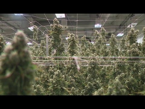 Sales remain high 6 months after recreational marijuana sales began in Ohio