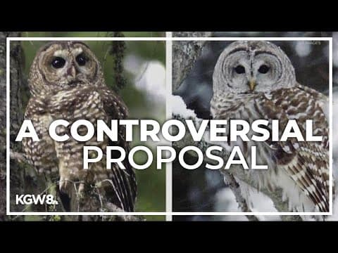Environmental groups push back on plan to kill hundreds of barred owls along West Coast