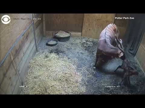 Newborn bongo stands for the first time at zoo in Michigan