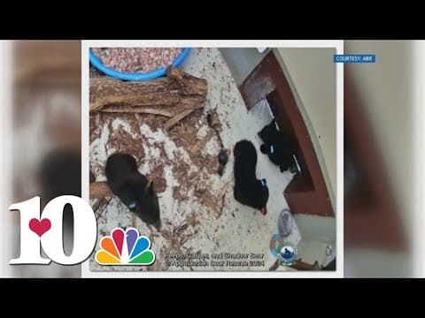 TWRA defends euthanasia of 13 bears, halts Appalachian Bear Rescue placements