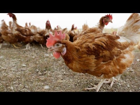 ODH reports first human case of bird flu in western Ohio farm worker