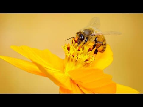 How you can support your local beekeepers on World Bee Day