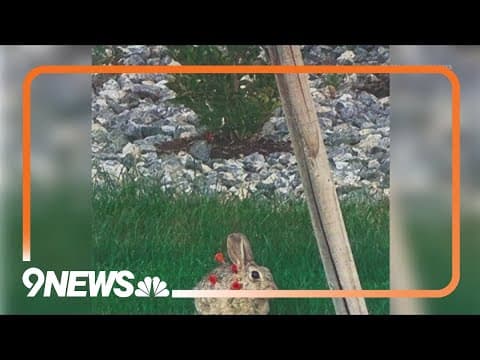 Rabbits shot with blow darts in Aurora