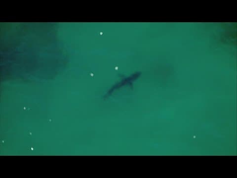 Chopper 8 flies over sharks off the coast of Torrey Pines State Beach