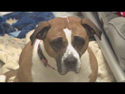 Shelter makes urgent call for foster help
