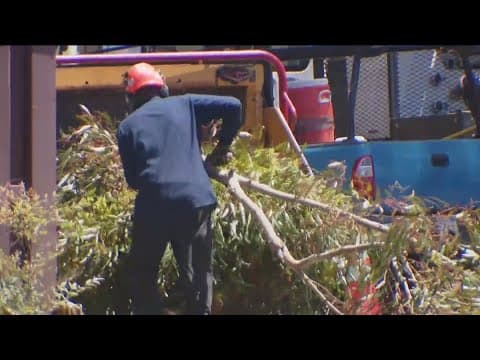 UCSD removing hundreds of Eucalyptus trees from student housing area
