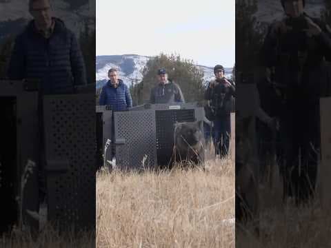 Wolf driven 17 hours to be reintroduced into Colorado woods