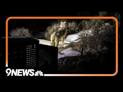 CPW giving update after releasing 15 new wolves in Colorado