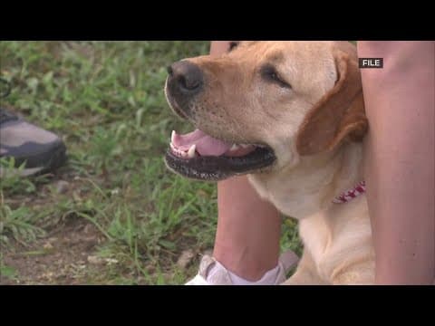 WAG! Fest returns, shelters seeing surplus in animals needing homes