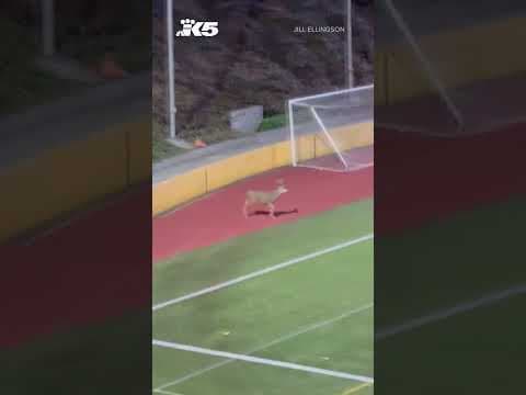 Deer jumps onto field at high school football game in Tacoma