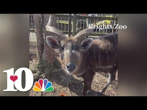 Zoo experts warns to keep your lunches light after animal dies at Tennessee zoo