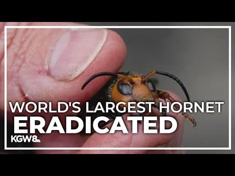 Invasive 'murder hornets' now wiped out in Washington, US