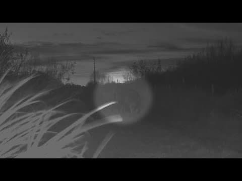 Galveston wildlife officials say feral hogs are showing up on the beach