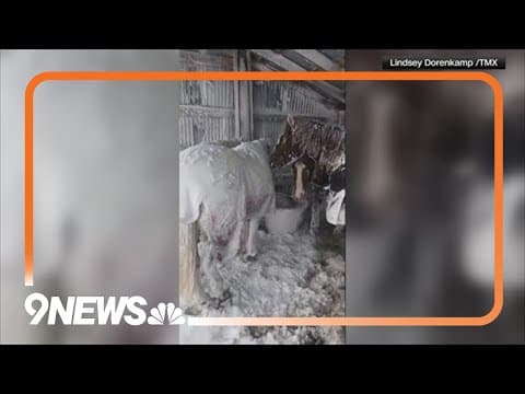Prowers County rancher shares video of horses huddling together during blizzard