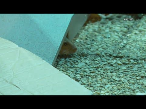 Rats can damage your car in cold weather, DC mechanics warn