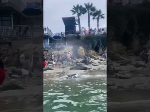 People at La Jolla Cove were startled as sea lions charged at and began barking at beachgoers.