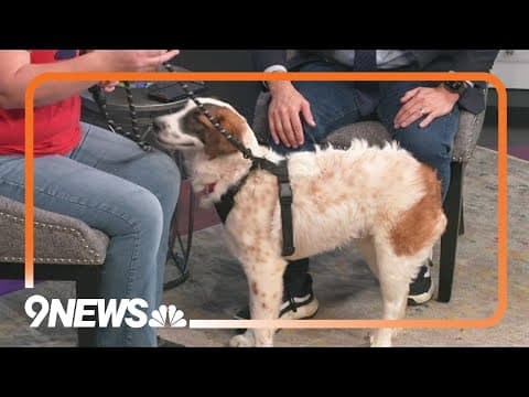 Meet Patches: a 9-month-old Saint Bernard mix