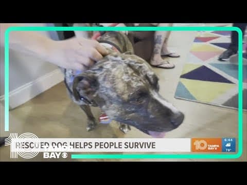 Therapy dog who suffered abuse now helps people victimized grow to be survivors