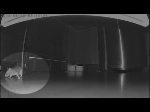 Residents at The Flats at Dupont Circle Apartments dealing with rat infestation