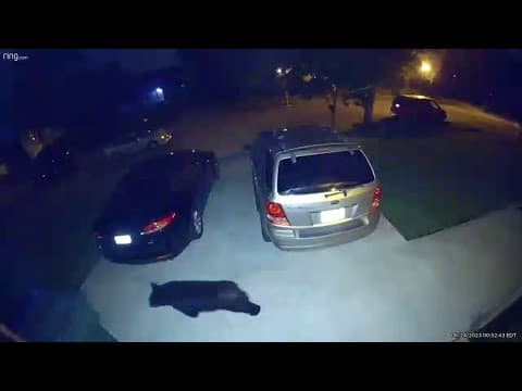 Surveillance camera captures bear in Franklin County for first time in nearly 20 years