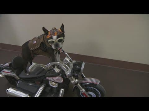 Beloved San Diego canine, Chopper the Biker Dog, has passed away