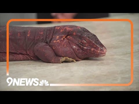 Sunrise Safari: Red tail tegu and red tail boa