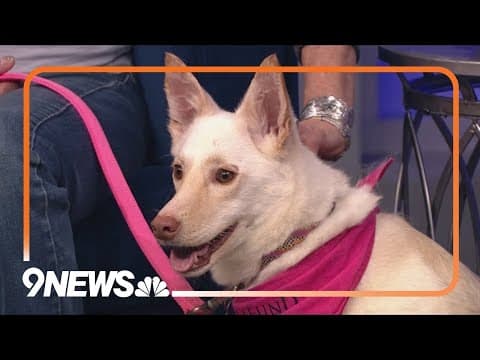 After being found in a forest in Japan, this pup is ready for her forever home in Colorado