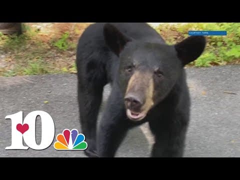 TWRA provides tips on how to stay safe around bears