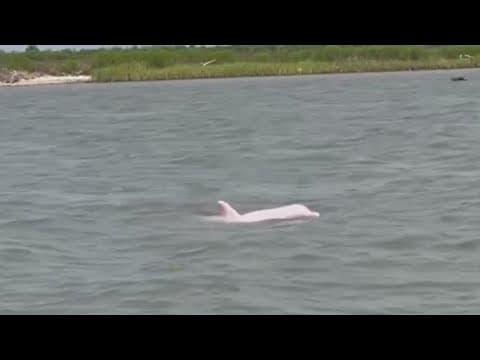 Pink dolphins DO exist -- just ask a Houston man