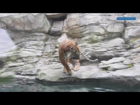 Meet Jango: Zoo Knoxville hopes new Malayan tiger will help save the critically endangered species