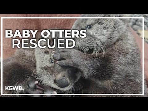 Orphaned otter pups recovering in Astoria