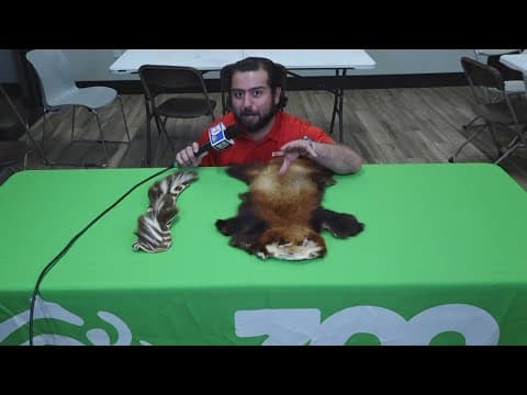 Cool Camps: Learn the cool history of the red panda at Zoo Knoxville