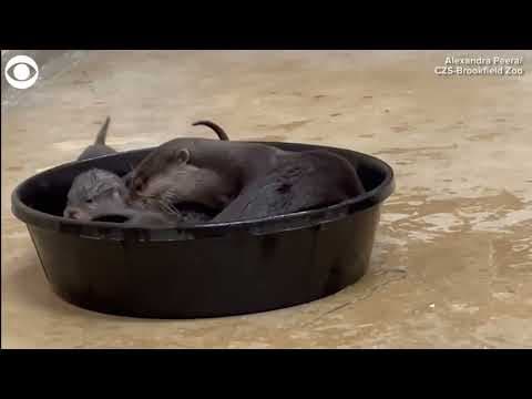 6 otter pups bond with parents at Brookfield Zoo