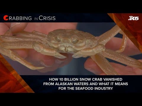 How 10 billion snow crab vanished from Alaskan waters and what it means for the seafood industry