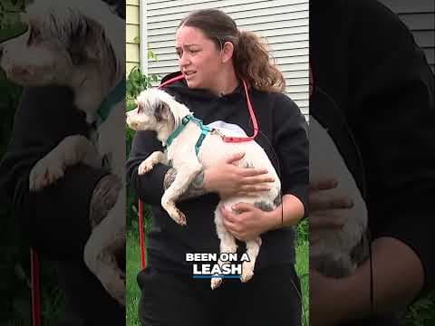 Rico Pet Recovery helps 27 dogs after hoarding situation #shorts