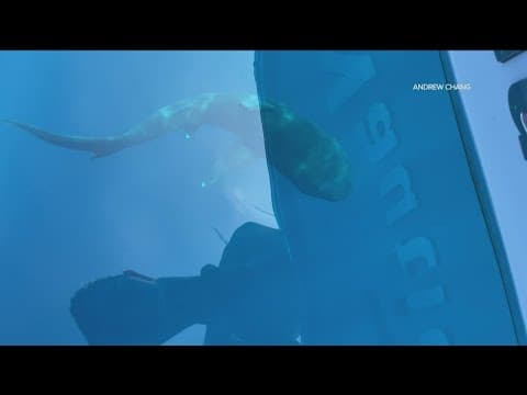 Extremely rare 'megamouth' shark sighting near San Diego