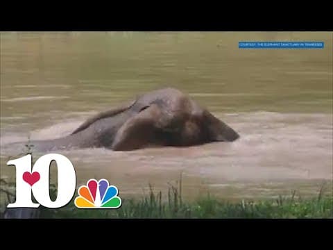 Jana the Elephant escapes the heat in a pond