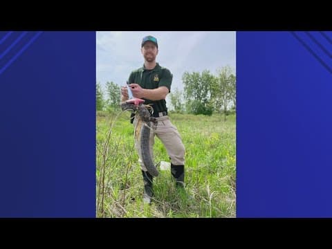 Rare 'highly toxic' rattlesnake found in northern Ohio