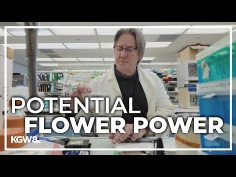 Compound in flowers could help fight cancer