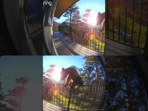 Bear Cup Caught on Ring Doorbell Camera