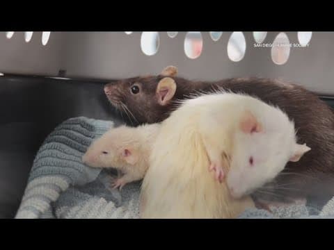 Seventy-eight rats rescued from a van in Escondido